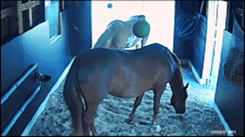 Cheval dans son box, vue caméra