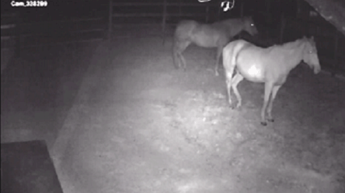 Chevaux dans l'écurie, vision nocturne infrarouge
